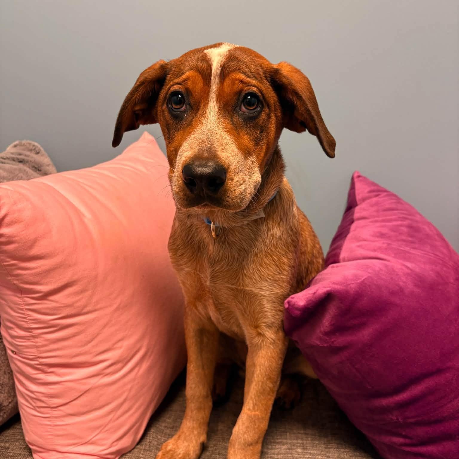 Enlarge Dixie, a Adoptable mixed breed in Cumberland, RI image 2/6