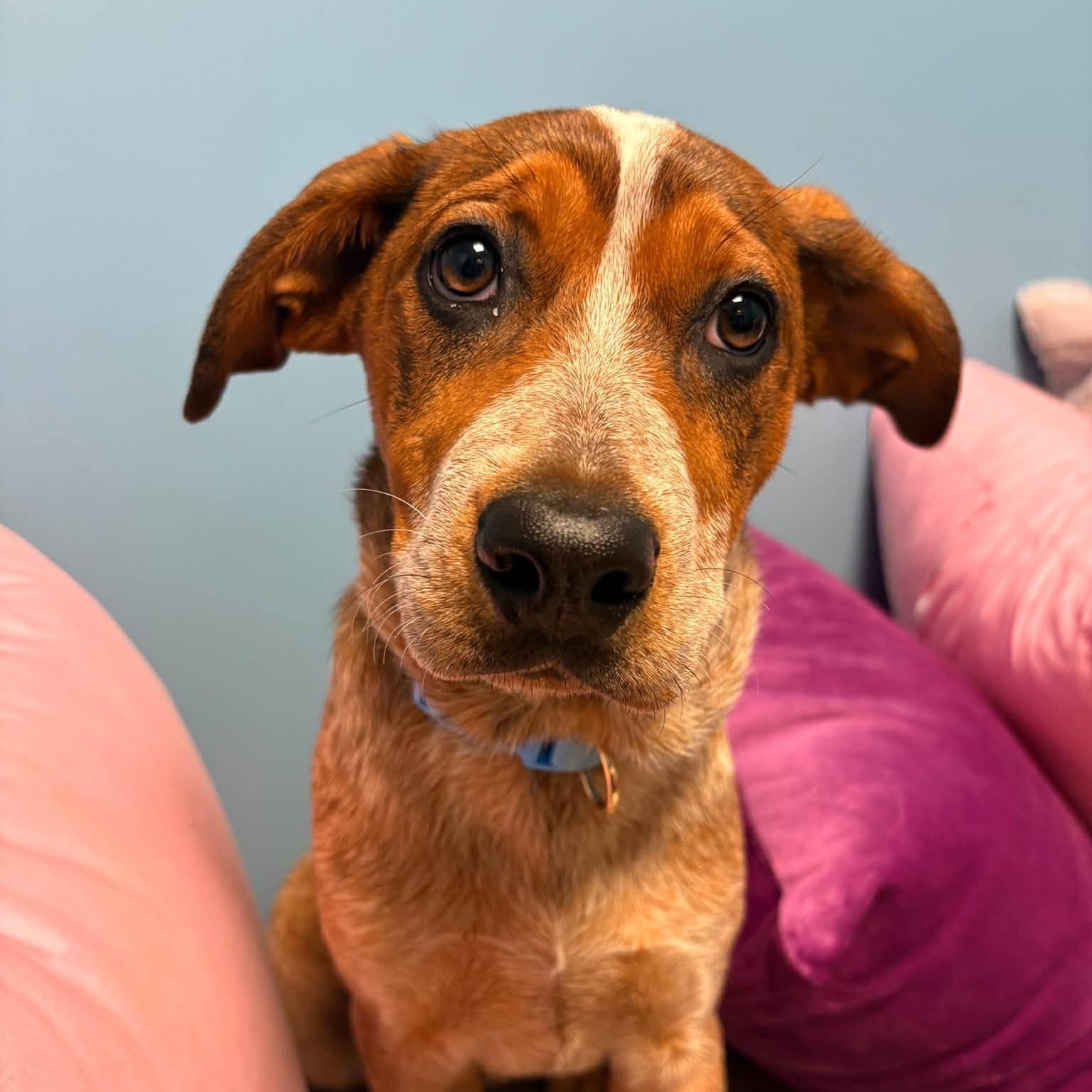 Enlarge Dixie, a Adoptable mixed breed in Cumberland, RI image 3/6