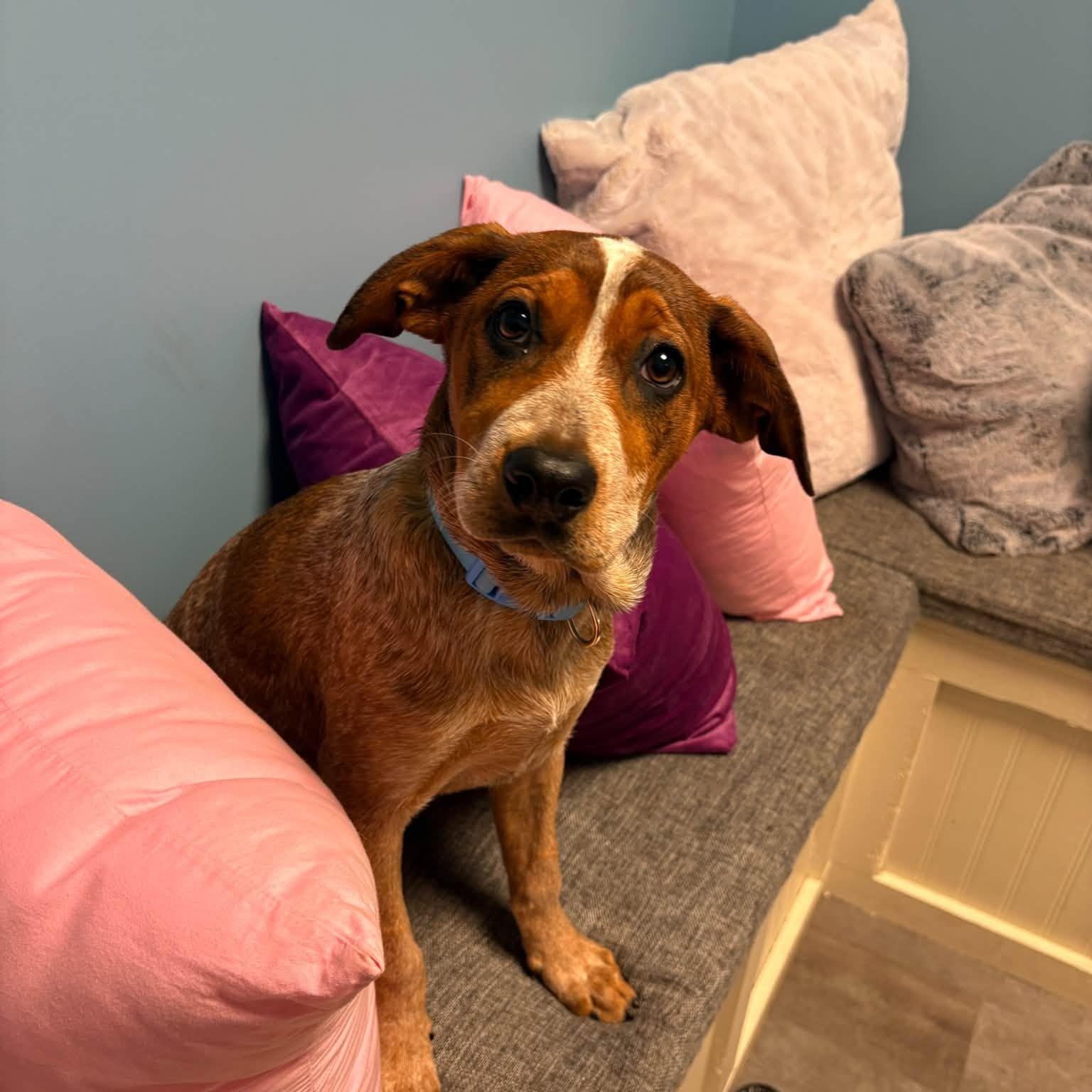 Enlarge Dixie, a Adoptable mixed breed in Cumberland, RI image 5/6