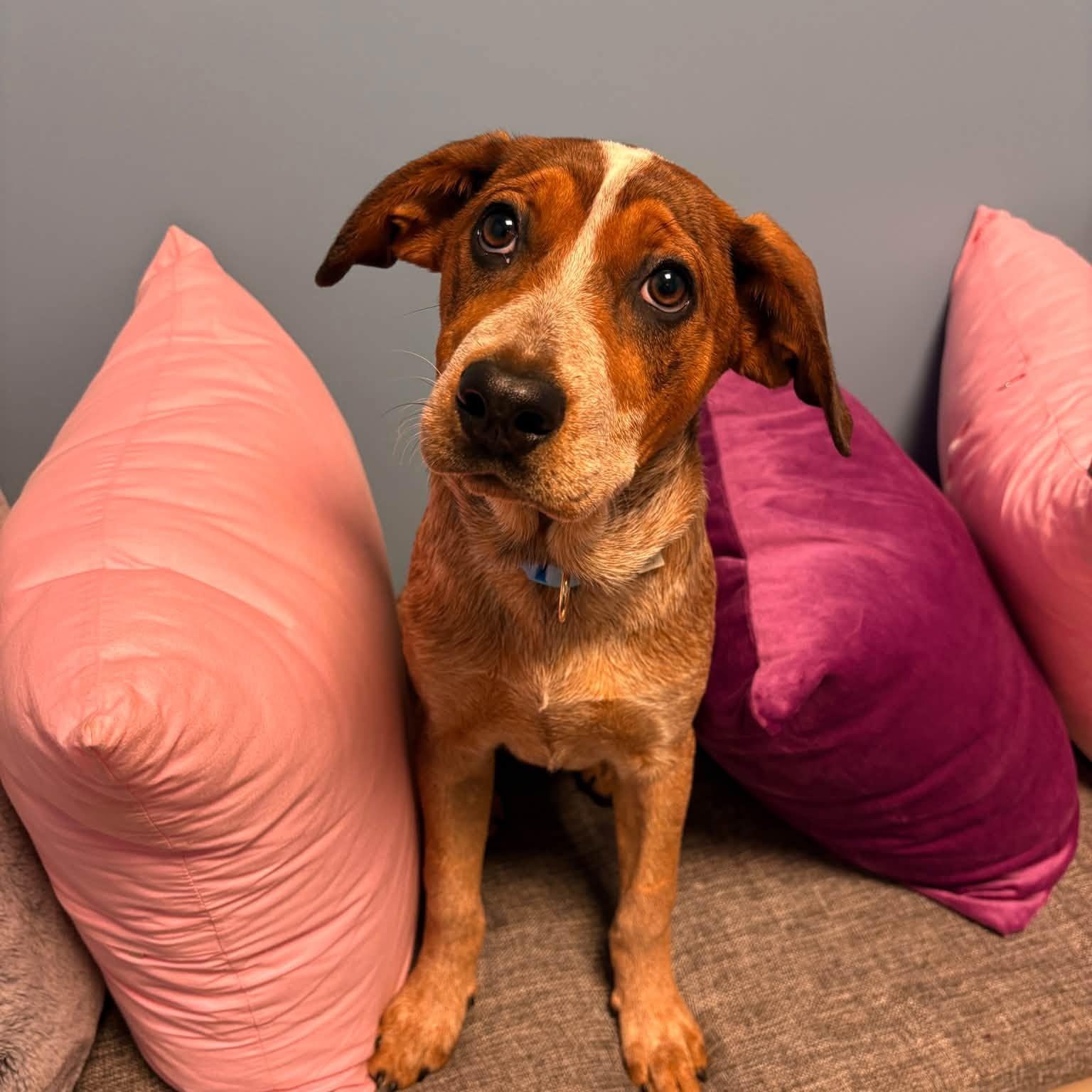 Enlarge Dixie, a Adoptable mixed breed in Cumberland, RI image 6/6