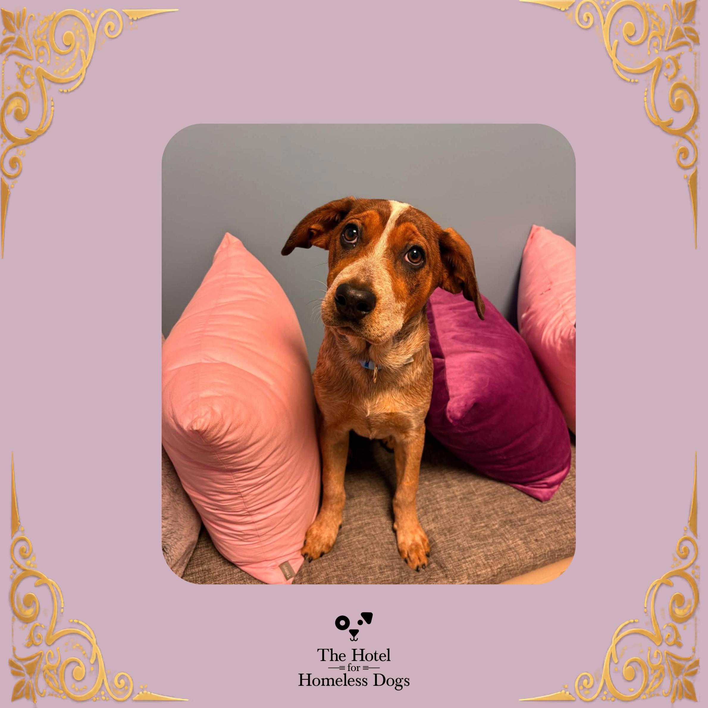 Enlarge Dixie, a Adoptable mixed breed in Cumberland, RI image 1/6