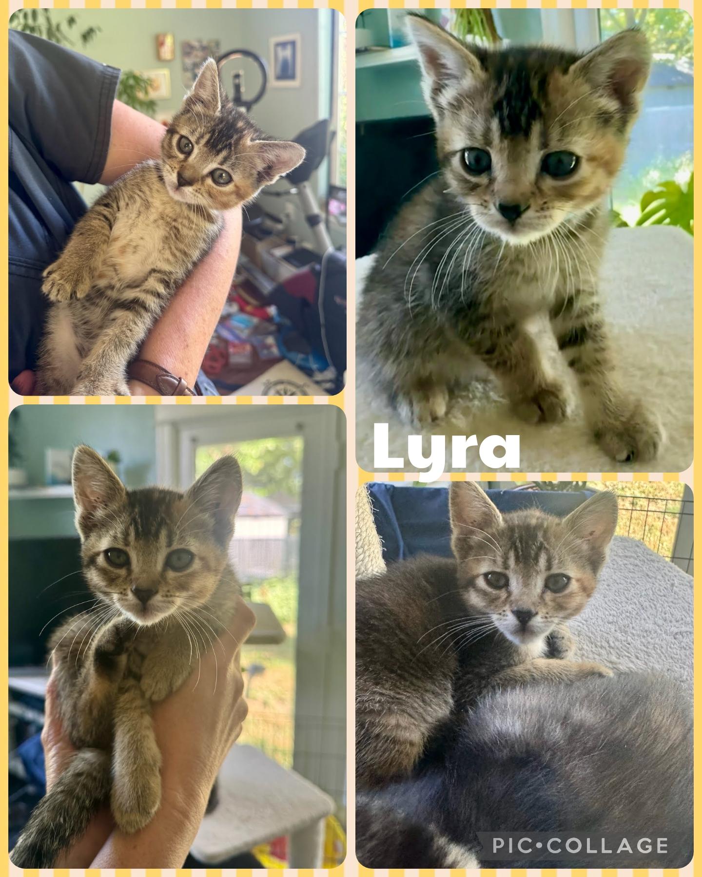 Enlarge Lyra, an adopted Domestic Short Hair in Newberg, OR image 1/1