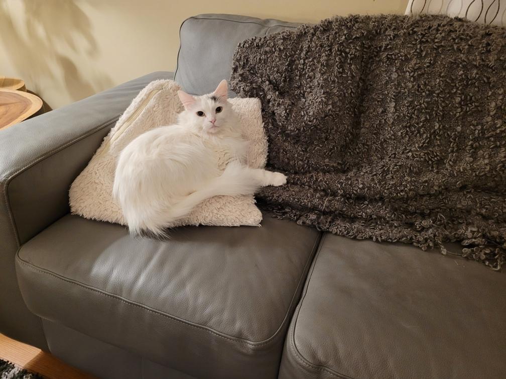Duchess, Adult Female Domestic Long Hair