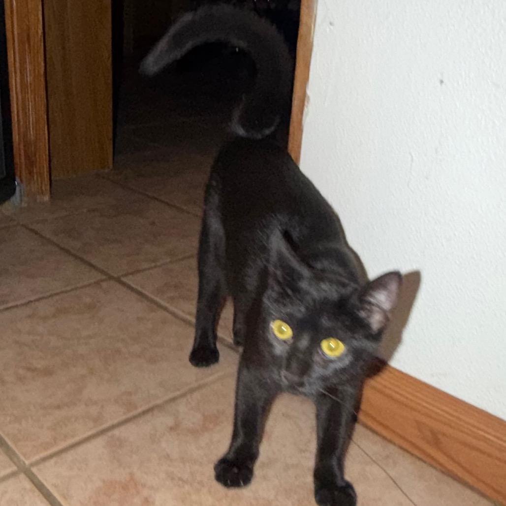 Enlarge Matty, a Adoptable Domestic Short Hair in Floresville, TX image 1/3