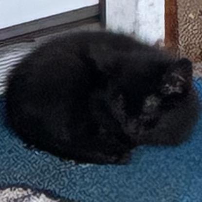Enlarge Matty, a Adoptable Domestic Short Hair in Floresville, TX image 2/3