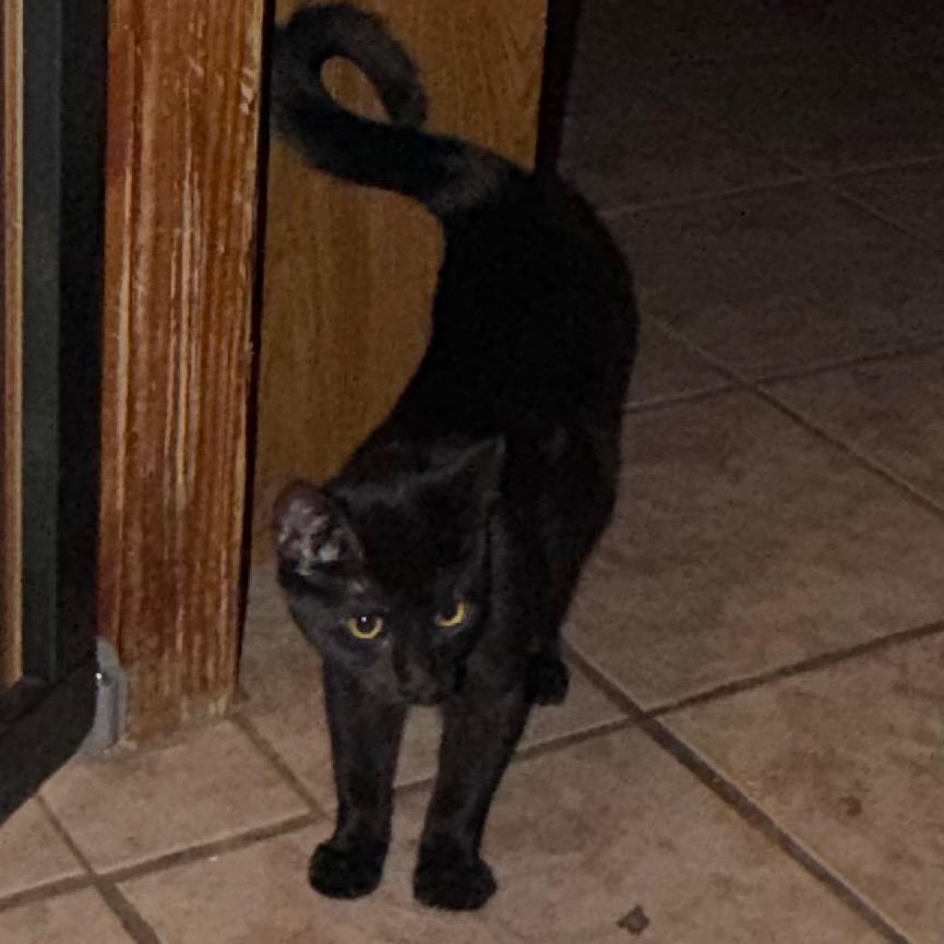Enlarge Matty, a Adoptable Domestic Short Hair in Floresville, TX image 3/3
