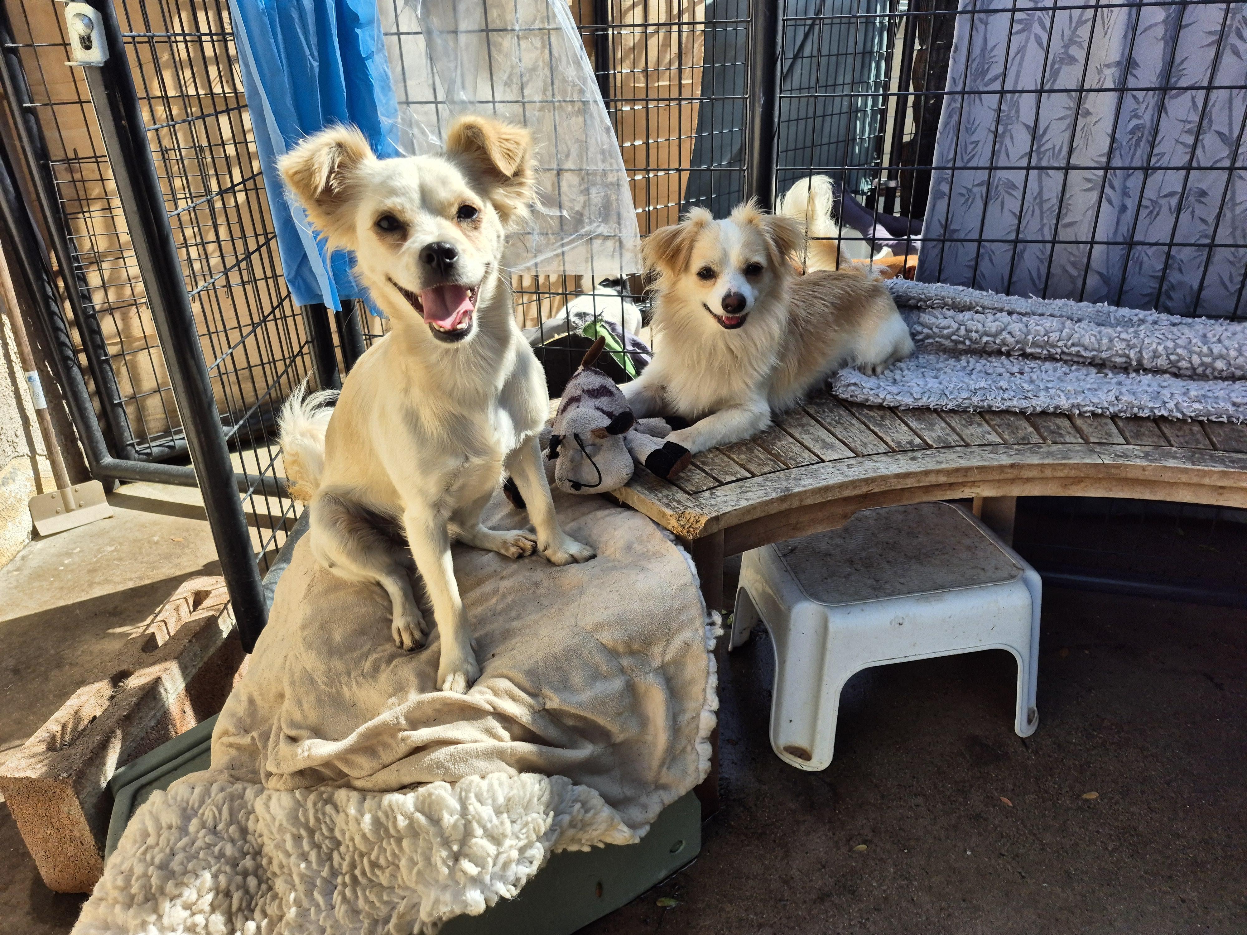 Enlarge PomPom, a Adopted mixed breed in Manhattan Beach, CA image 1/6