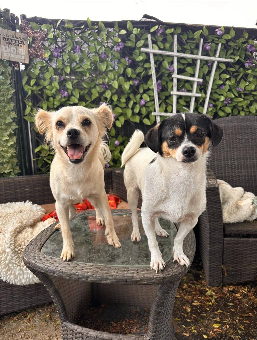 Enlarge PomPom, a Adopted mixed breed in Manhattan Beach, CA image 2/6