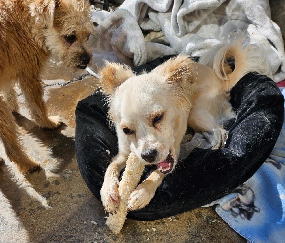 Enlarge PomPom, a Adopted mixed breed in Manhattan Beach, CA image 5/6