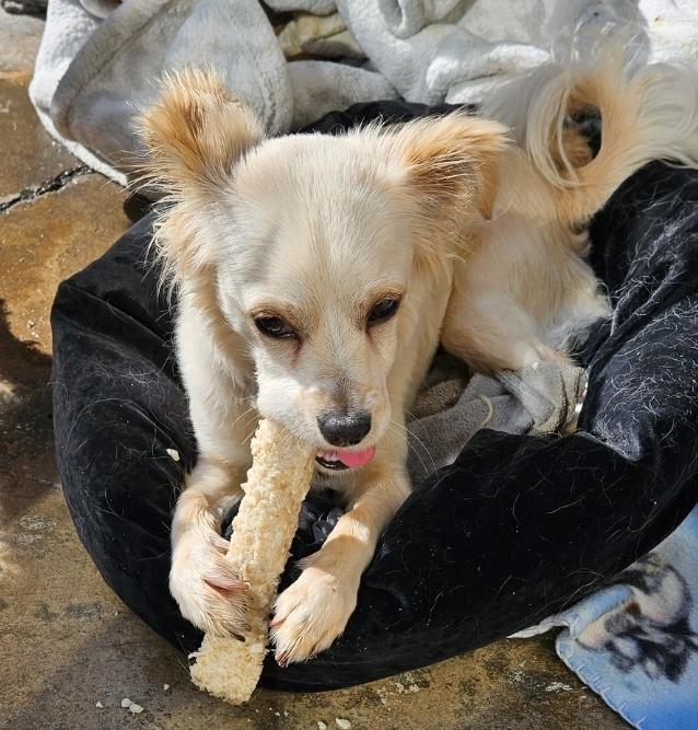 Enlarge PomPom, a Adopted mixed breed in Manhattan Beach, CA image 3/6