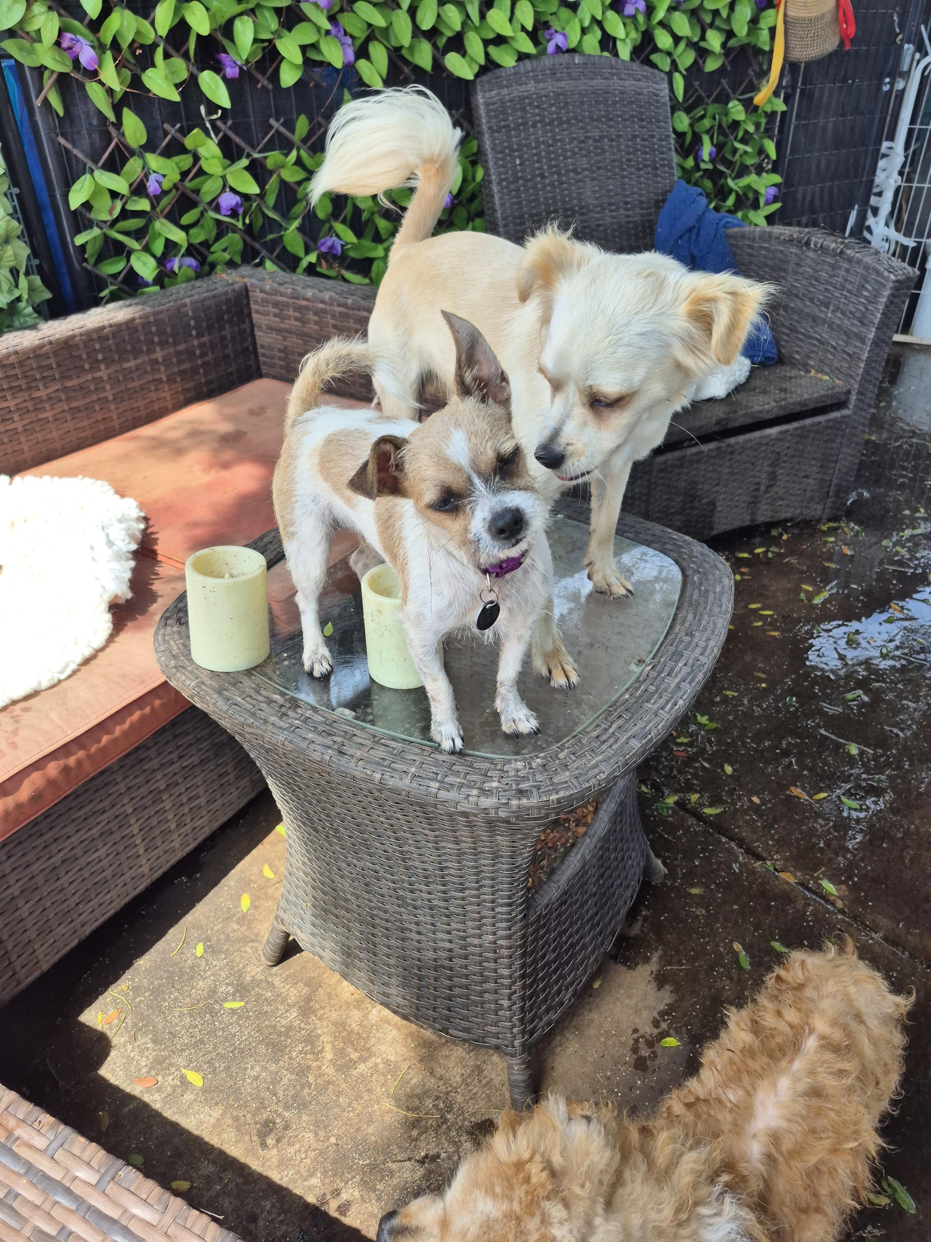 Enlarge PomPom, a Adopted mixed breed in Manhattan Beach, CA image 6/6