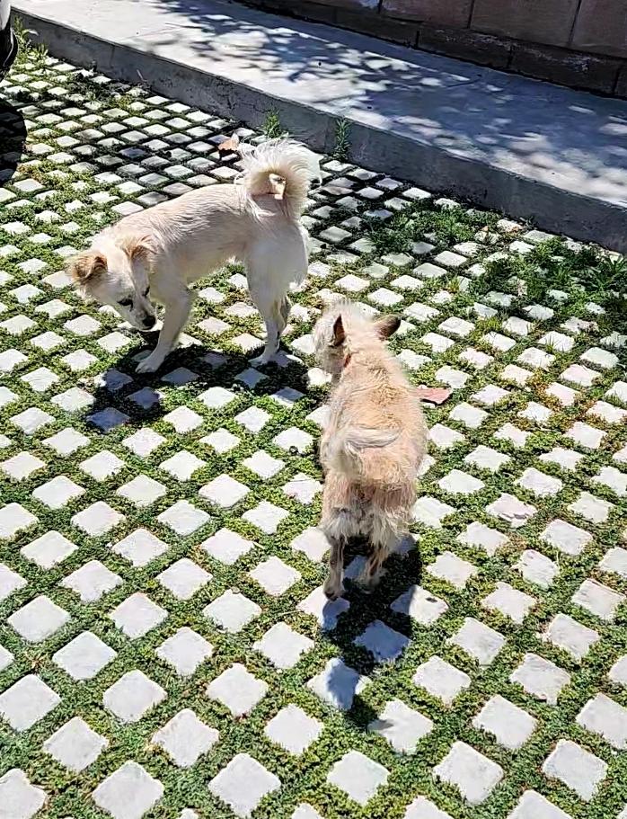 Enlarge PomPom, a Adopted mixed breed in Manhattan Beach, CA image 4/6