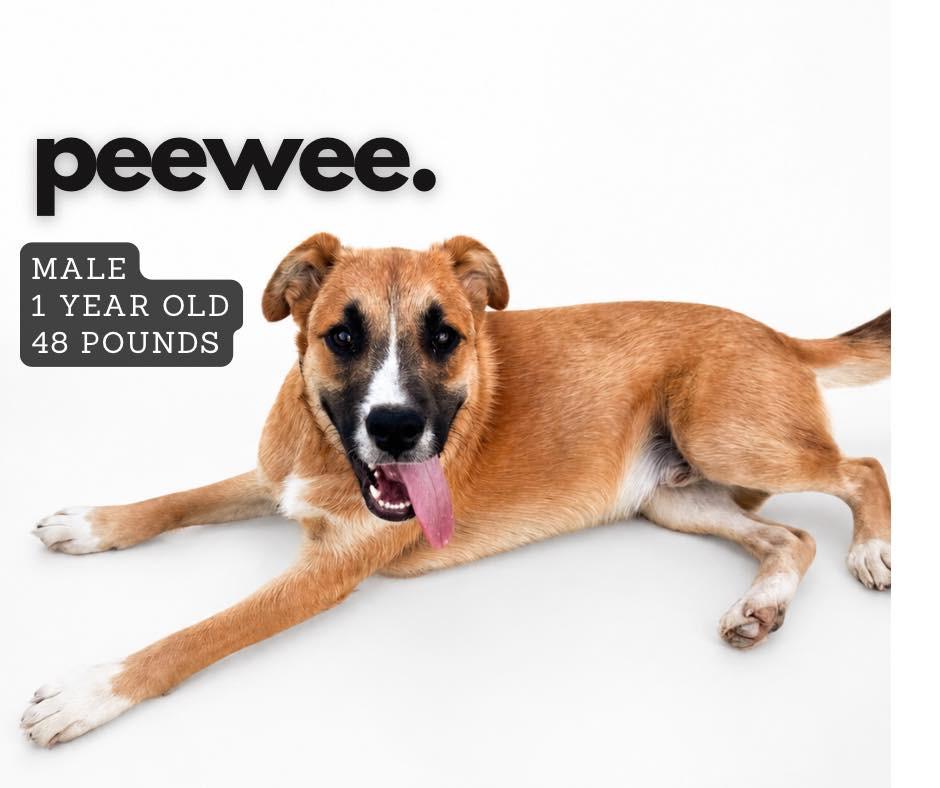 Enlarge Peewee, a Adoptable mixed breed in Ashland, KY image 1/1