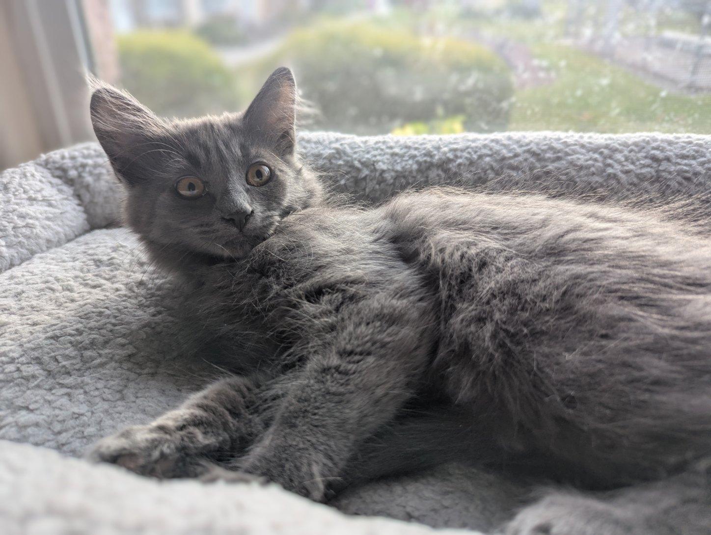 Umami, an adoptable Domestic Long Hair in Union Gap, WA, 98903 | Photo Image 2