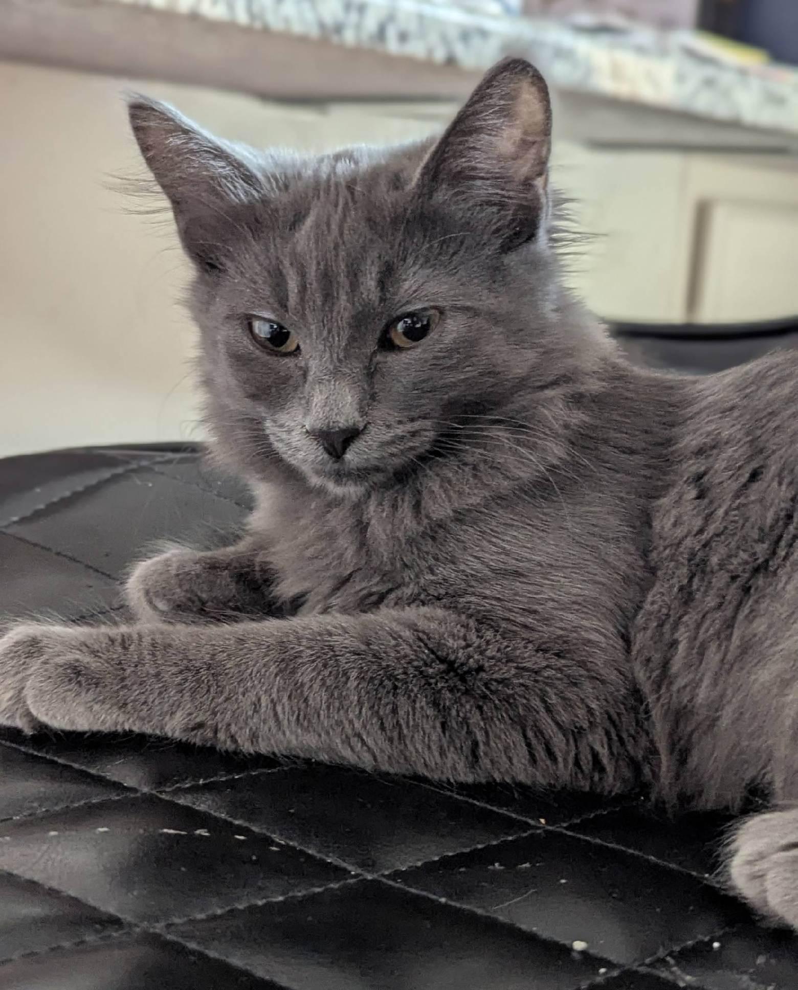 Umami, an adoptable Domestic Long Hair in Union Gap, WA, 98903 | Photo Image 1