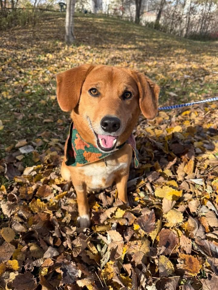 Rocky, Adoptable, Adult Male Beagle.