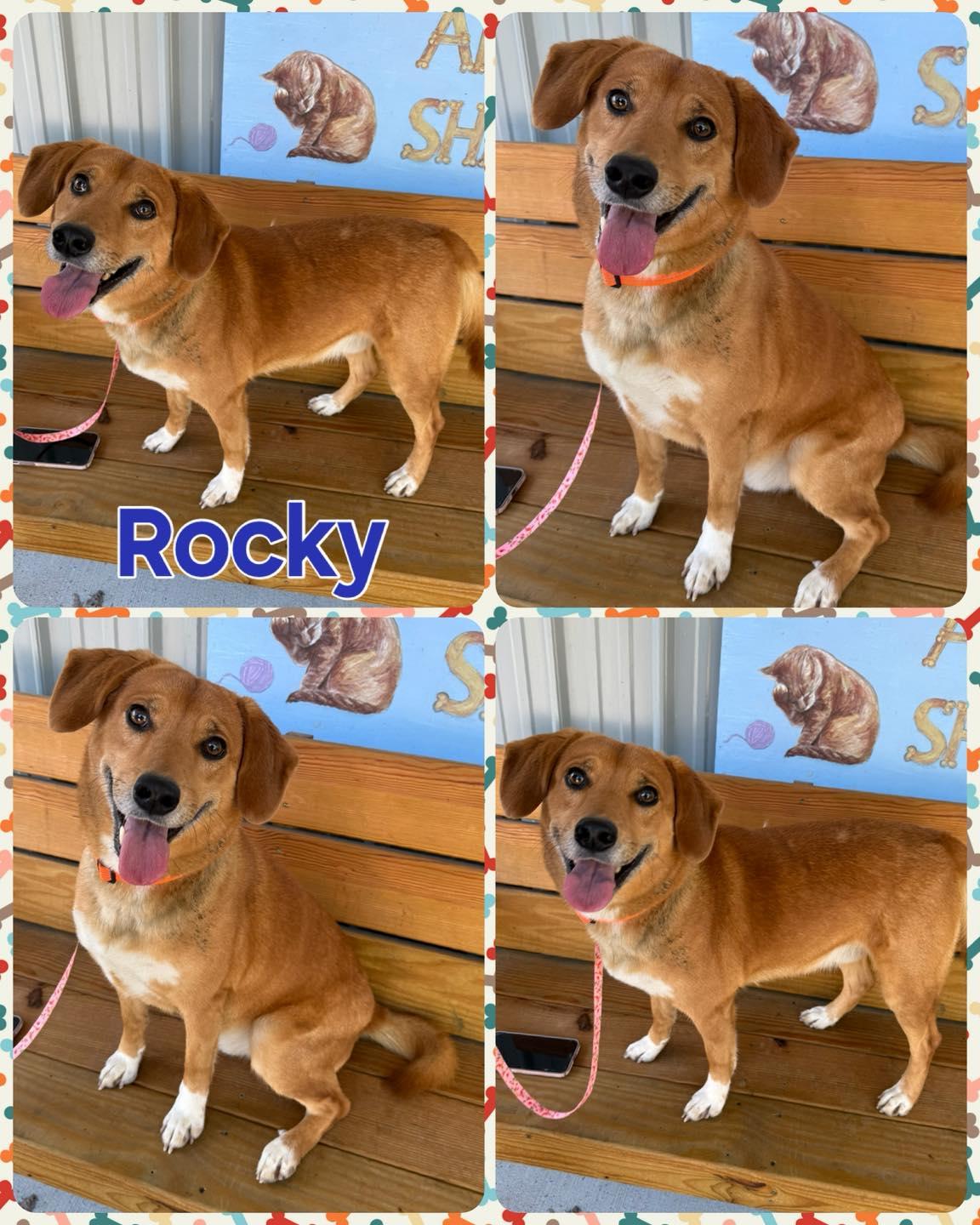 Enlarge Rocky, a Adoptable mixed breed in Howes Cave, NY image 2/3