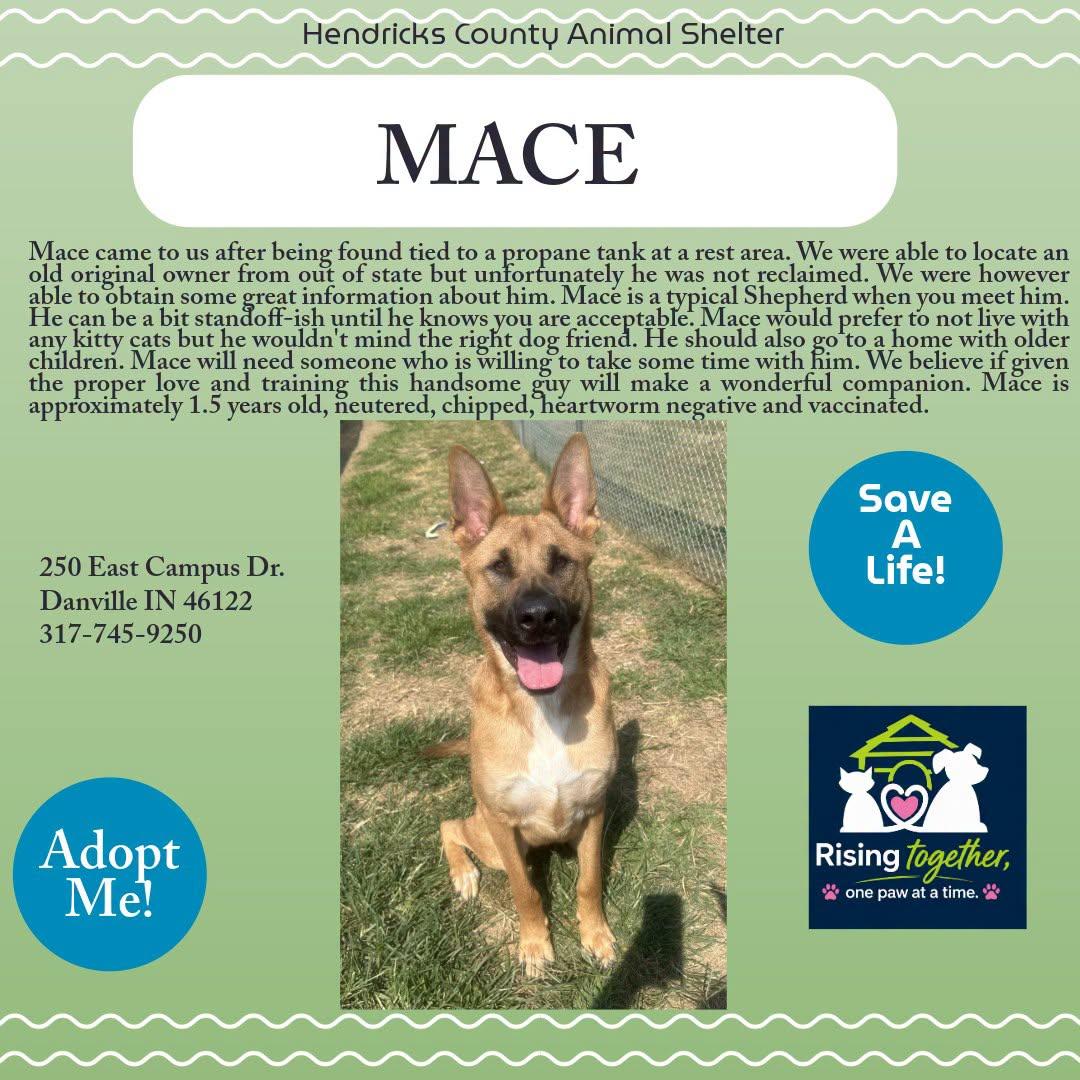 Enlarge Mace, a ADOPTABLE mixed breed in Danville, IN image 1/1