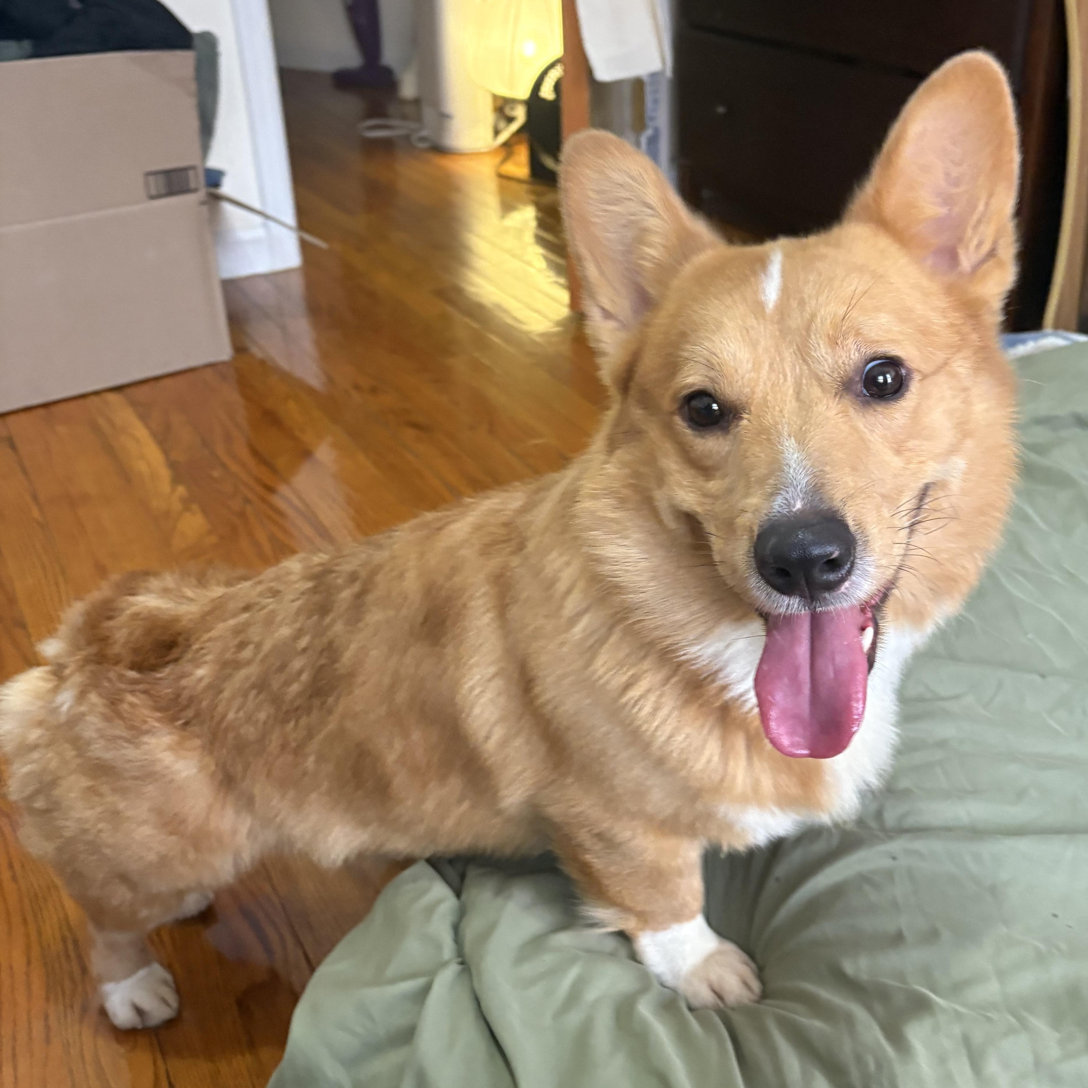 Gusty, ADOPTABLE, Adult Male Corgi.
