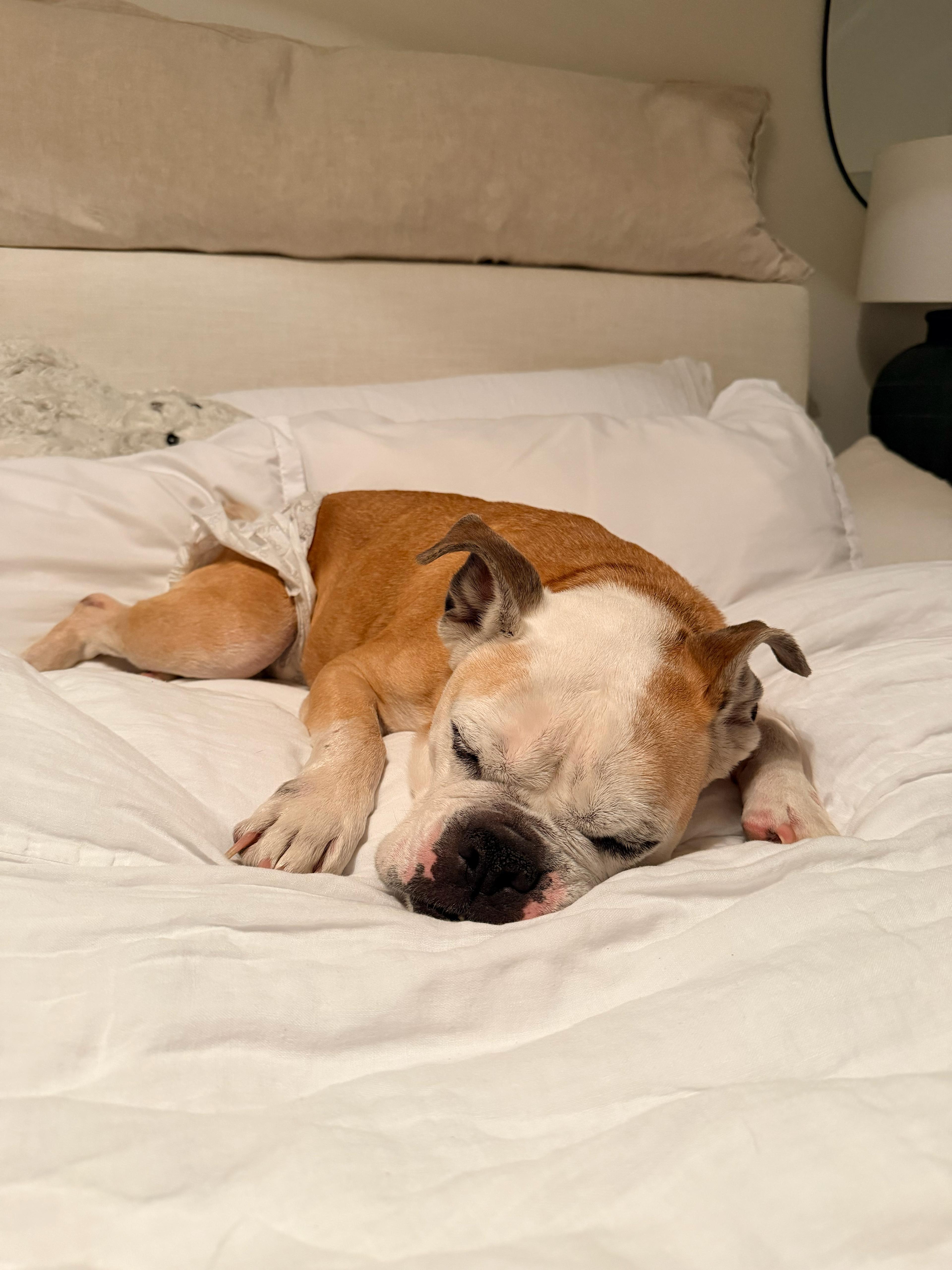 Enlarge Sugar , a ADOPTABLE American Bulldog in melbourne, FL image 2/4