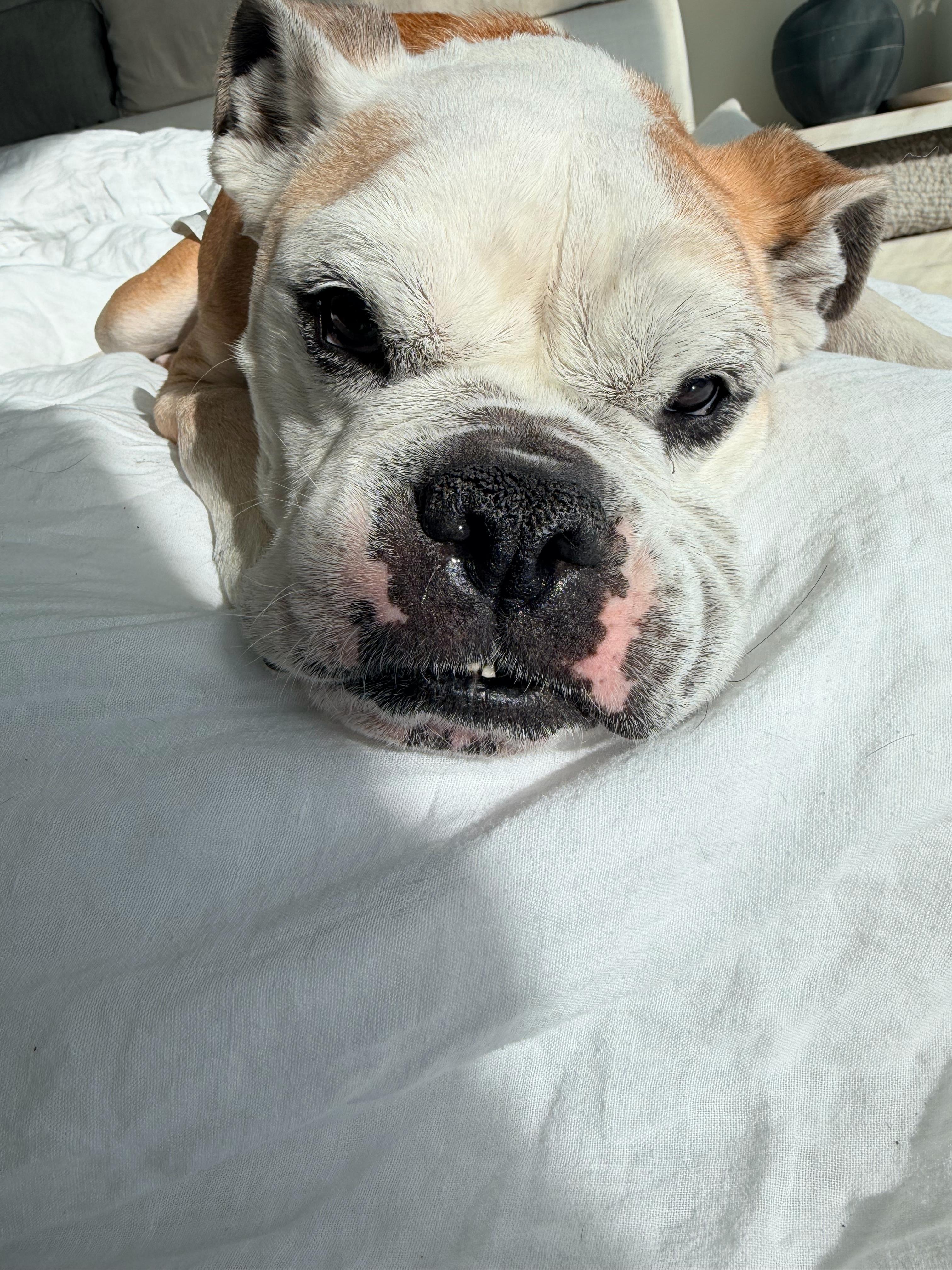 Enlarge Sugar , a ADOPTABLE American Bulldog in melbourne, FL image 3/4