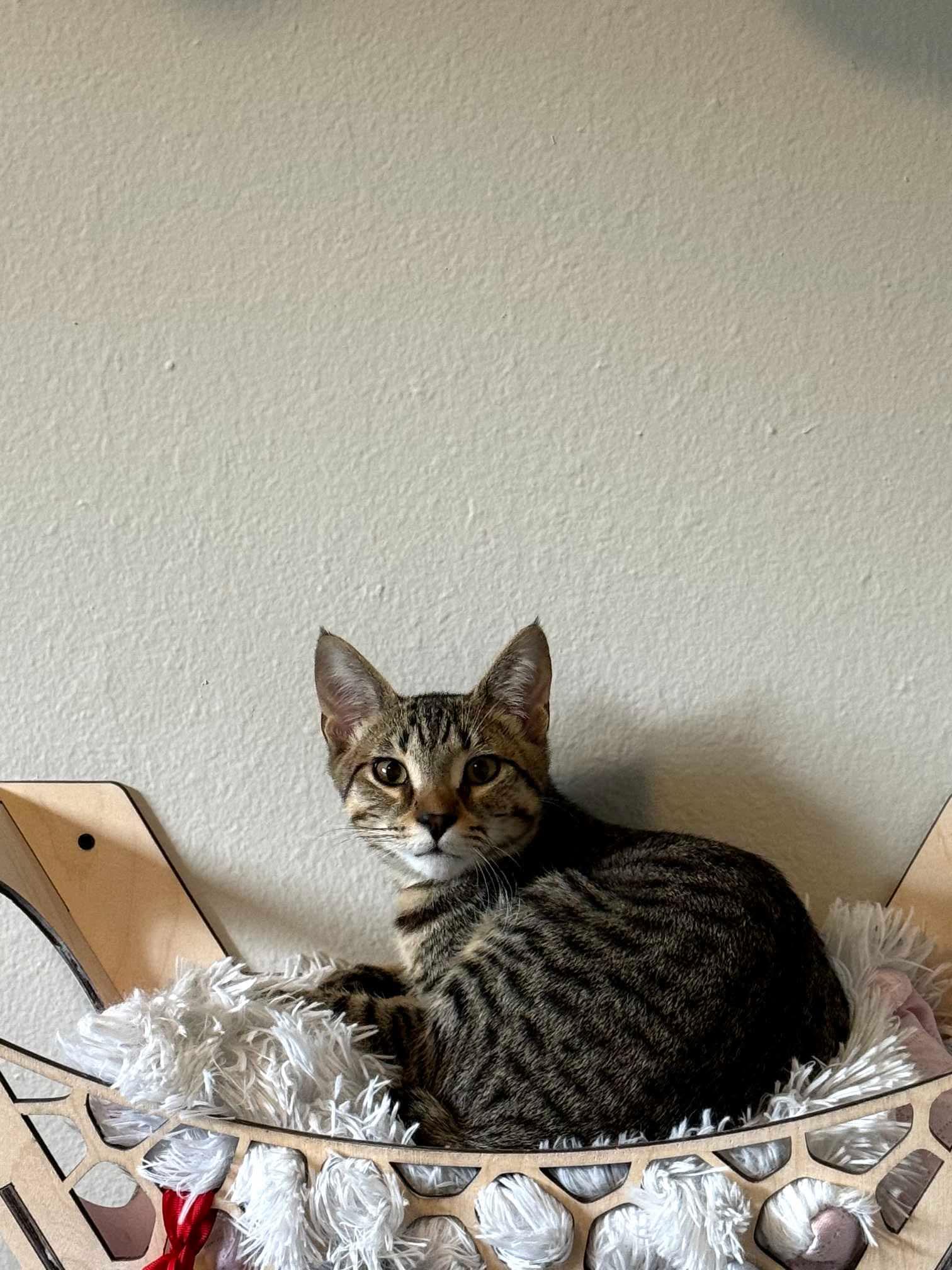 Fresno - 20% off - Pepper Litter, Adoptable, Young Male Domestic Short Hair & American Bobtail.