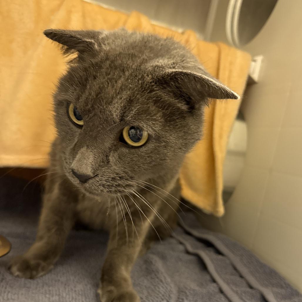 Lester, Adoptable, Senior Male Domestic Short Hair.