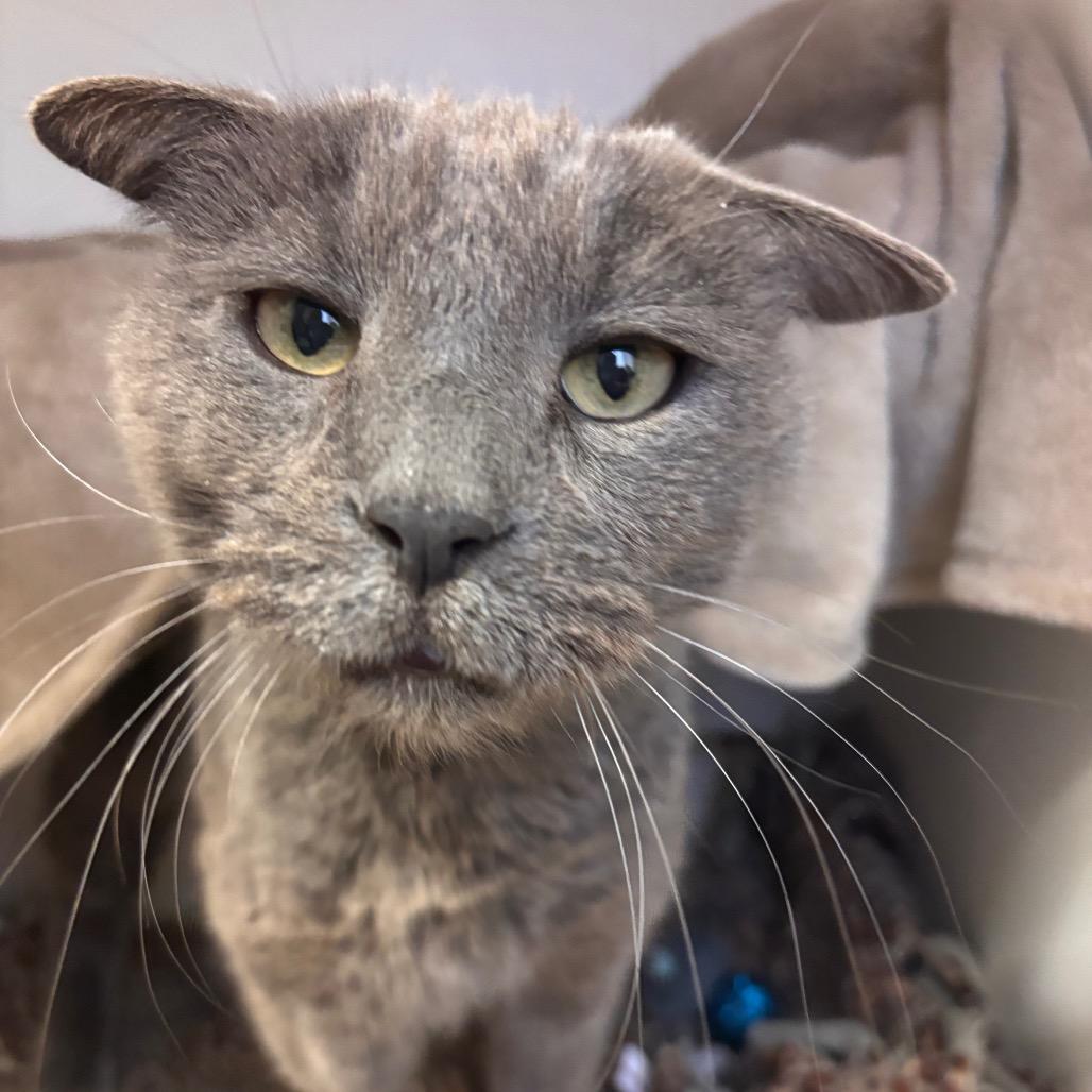 Enlarge Lester, a Adoptable Domestic Short Hair in Council Bluffs, IA image 2/2