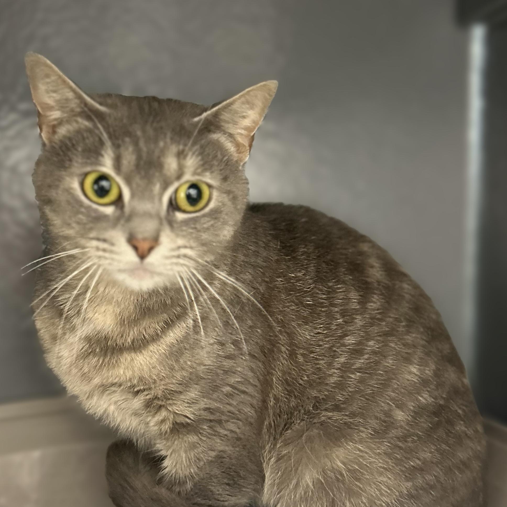 Enlarge Velour , a ADOPTABLE Domestic Short Hair in Columbus , OH image 1/3