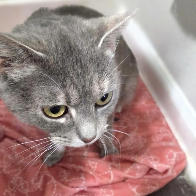 Enlarge Velour , a ADOPTABLE Domestic Short Hair in Columbus , OH image 2/3