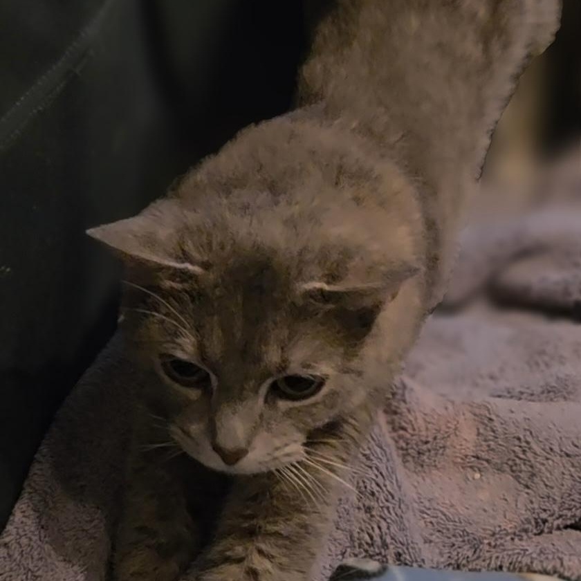 Enlarge Velour , a ADOPTABLE Domestic Short Hair in Columbus , OH image 3/3