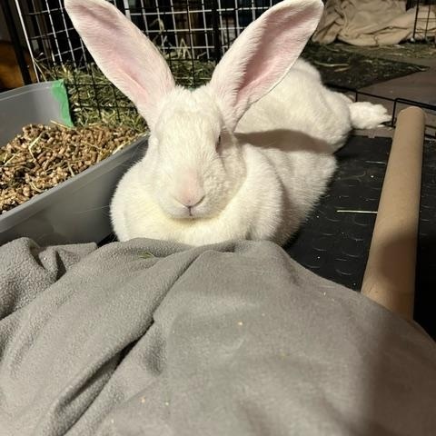 Ruby, a Adoptable Bunny Rabbit in Cambridge, ON image 4/6