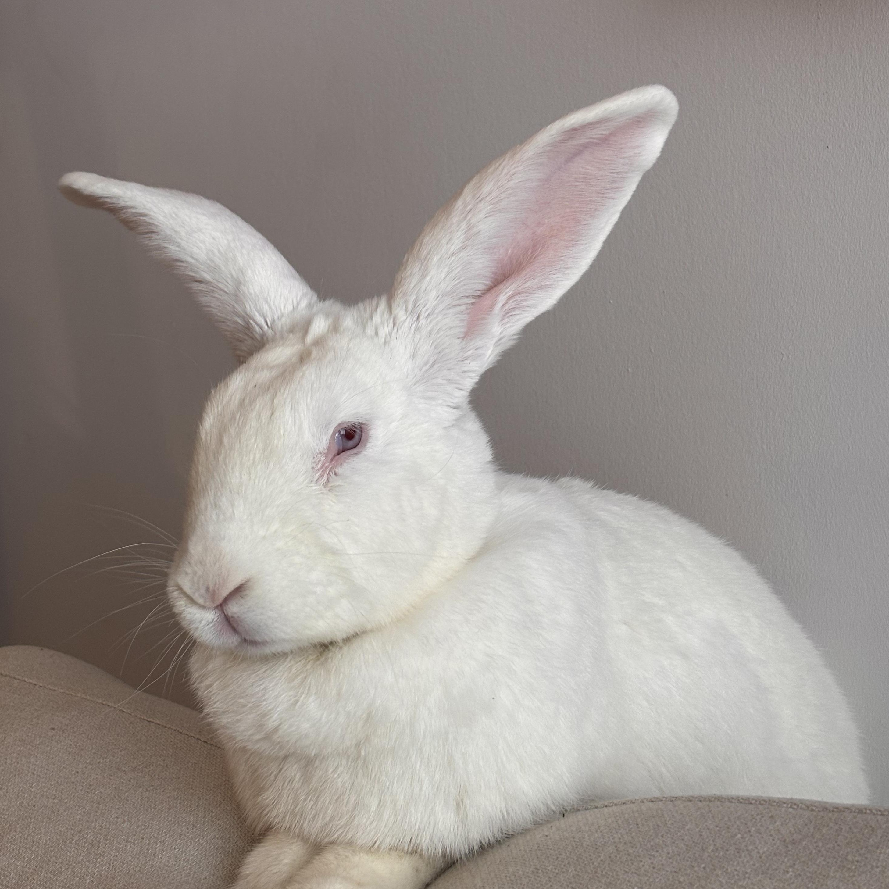 Enlarge Ruby, a Adoptable Bunny Rabbit in Cambridge, ON image 6/6