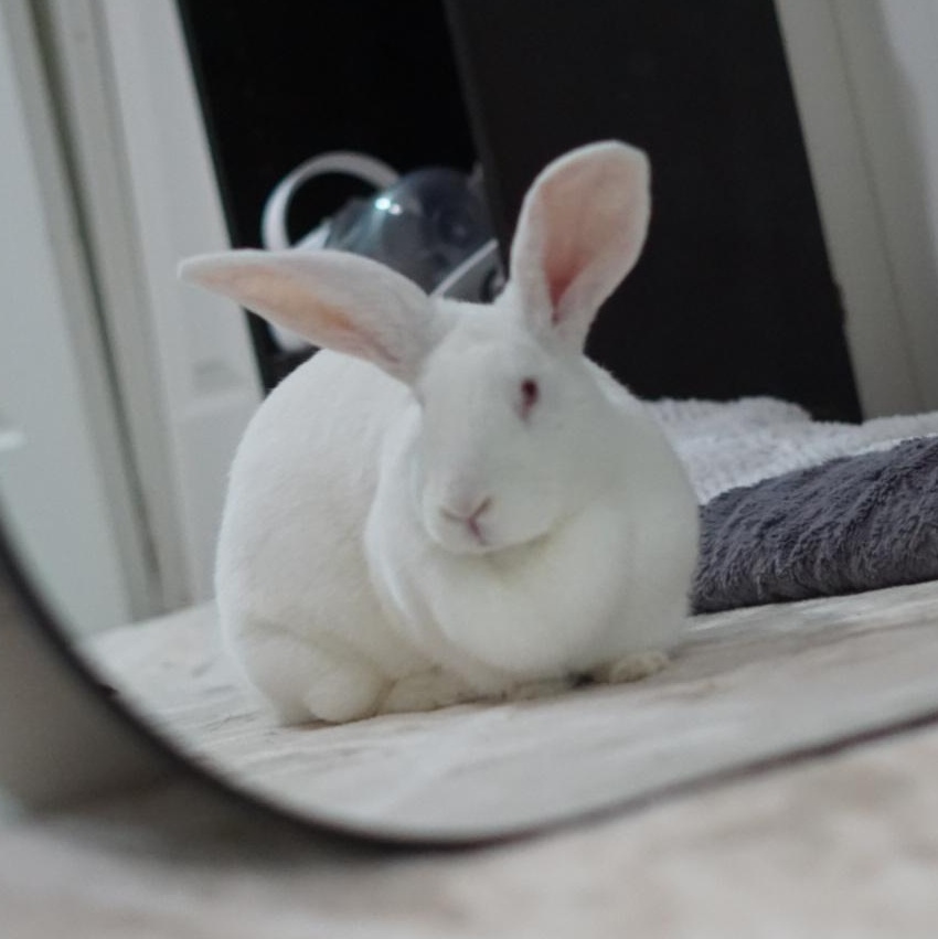 Enlarge Ruby, a Adoptable Bunny Rabbit in Cambridge, ON image 4/6