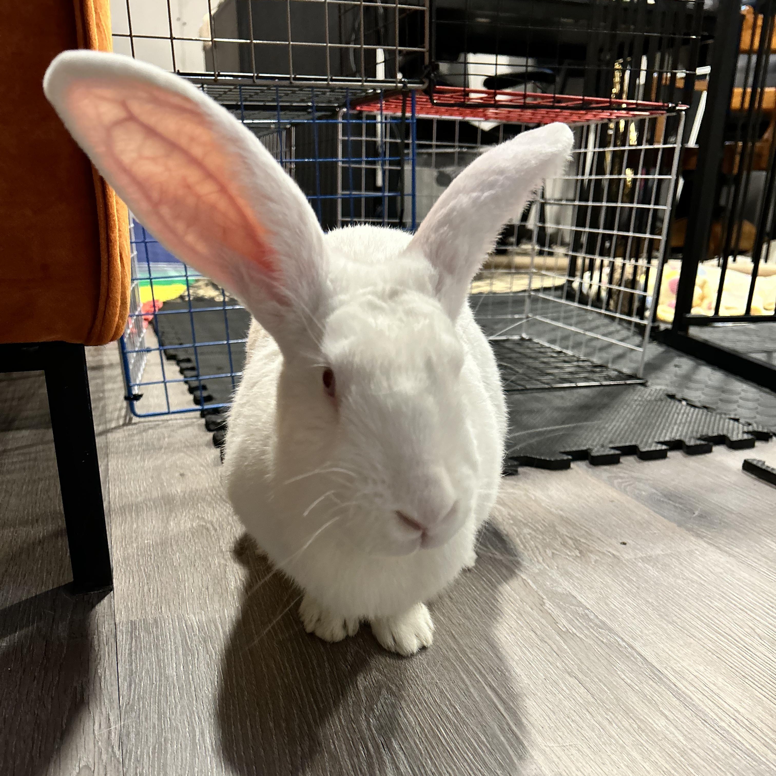 Ruby, Adoptable, Adult Female Bunny Rabbit.