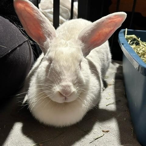 Ruby, a Adoptable Bunny Rabbit in Cambridge, ON image 2/6