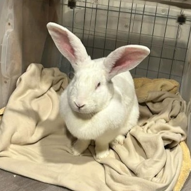 Ruby, a Adoptable Bunny Rabbit in Cambridge, ON image 3/6