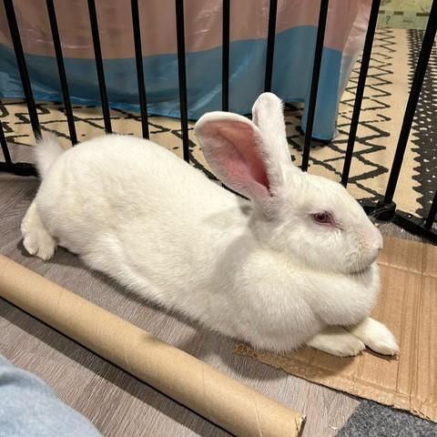 Ruby, a Adoptable Bunny Rabbit in Cambridge, ON image 6/6