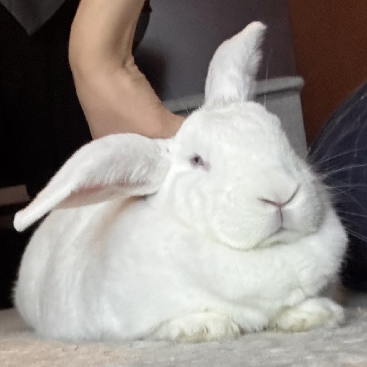 Enlarge Ruby, a Adoptable Bunny Rabbit in Cambridge, ON image 3/6
