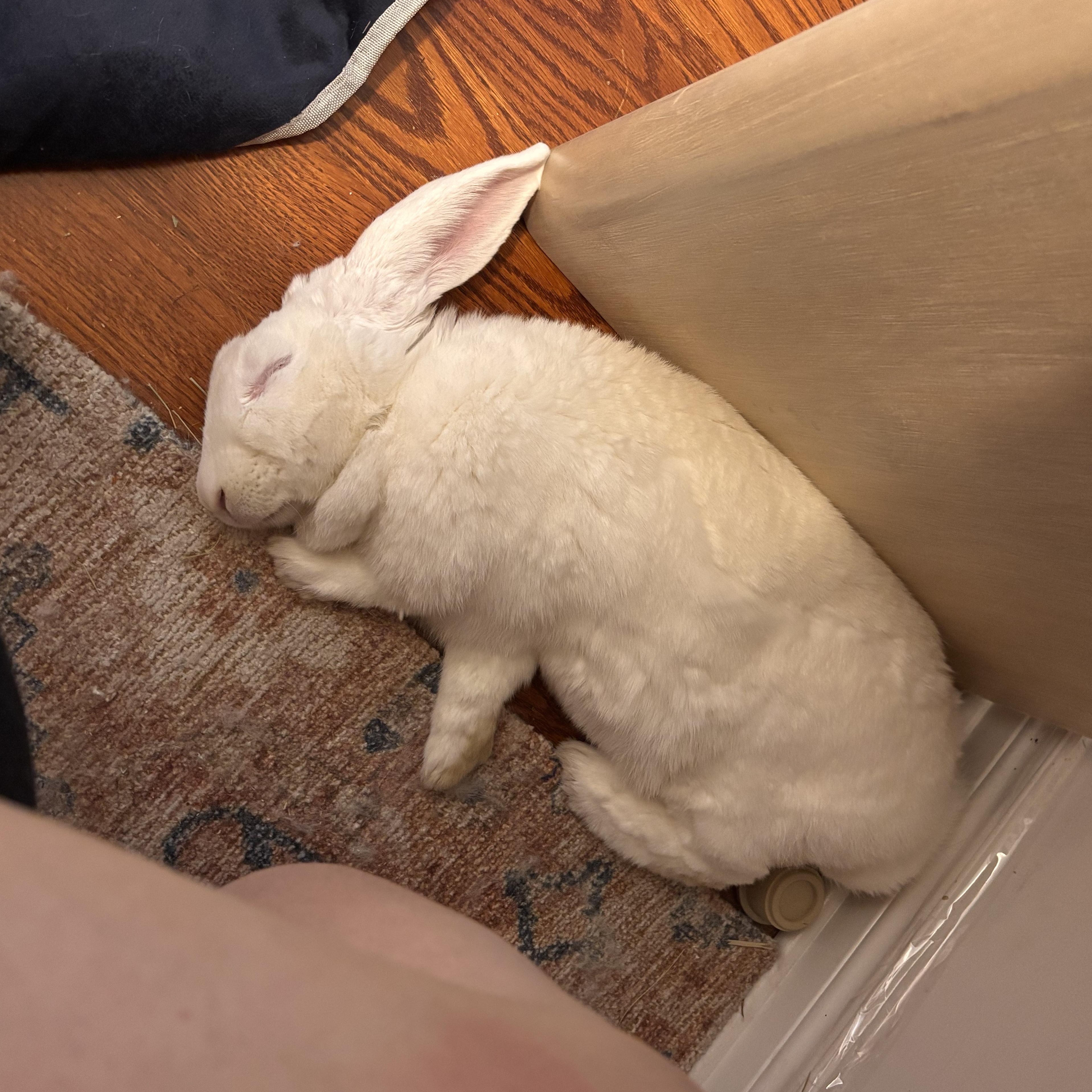 Enlarge Ruby, a Adoptable Bunny Rabbit in Cambridge, ON image 5/6