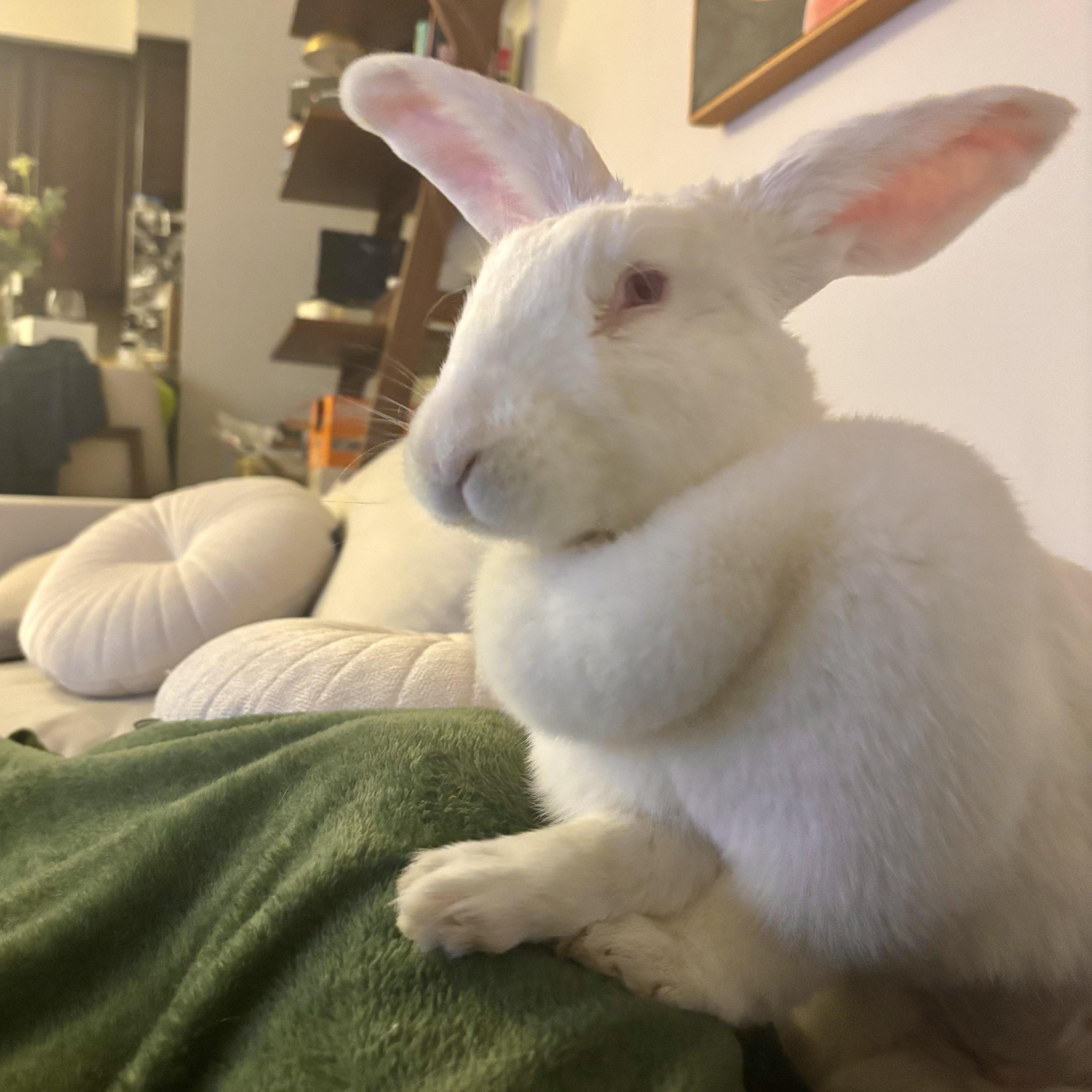 Enlarge Ruby, a Adoptable Bunny Rabbit in Cambridge, ON image 2/6