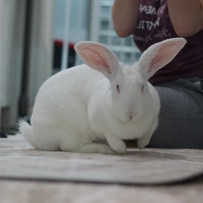 Enlarge Ruby, a Adoptable Bunny Rabbit in Cambridge, ON image 1/6