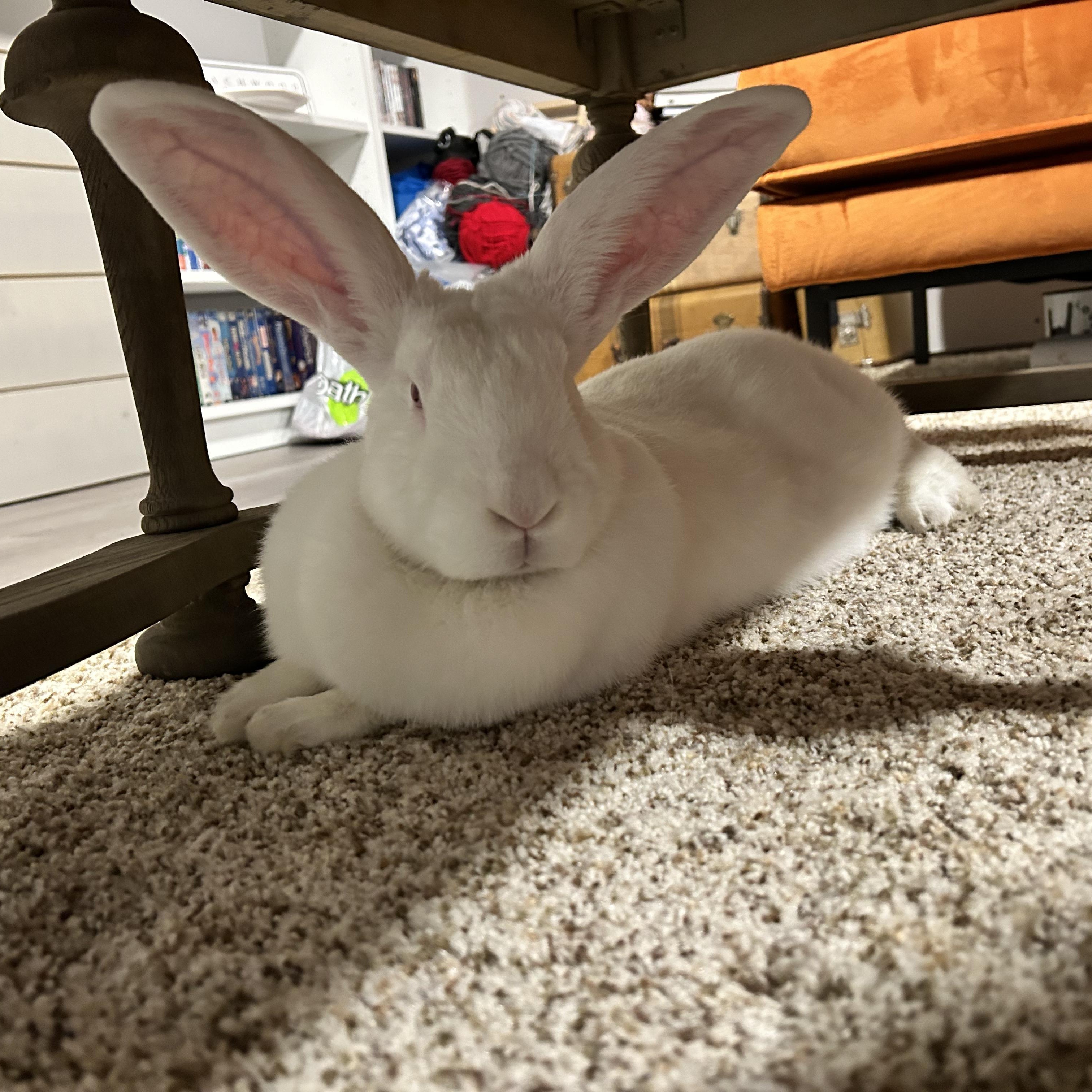 Ruby, a Adoptable Bunny Rabbit in Cambridge, ON image 5/6