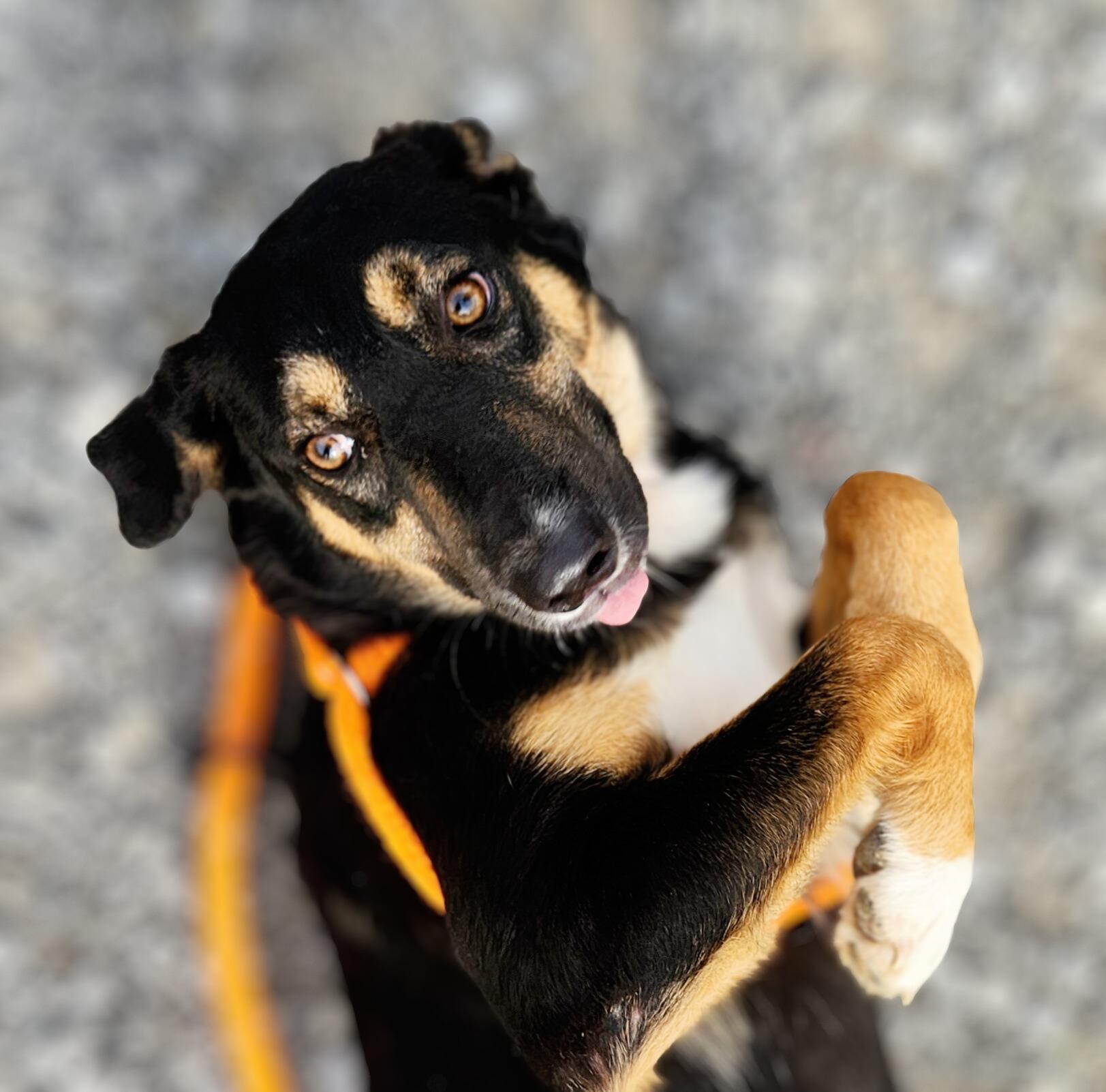 Moana, Adoptable, Young Female Shepherd.