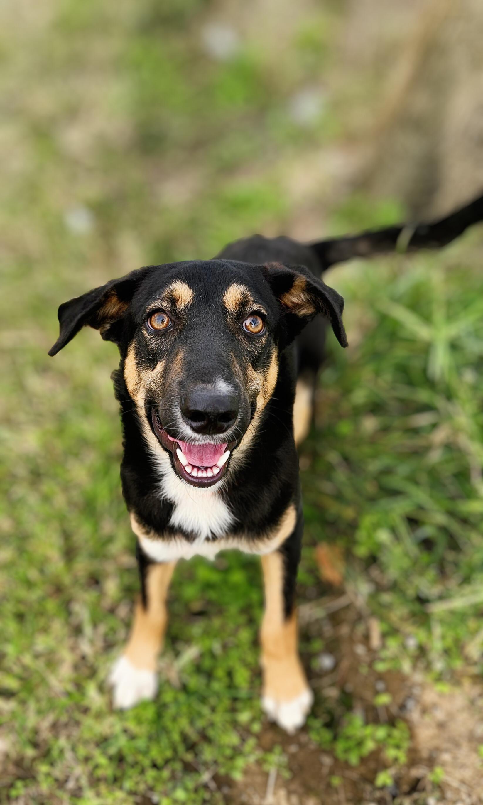 Enlarge Moana, a Adoptable mixed breed in Greenville, KY image 1/2