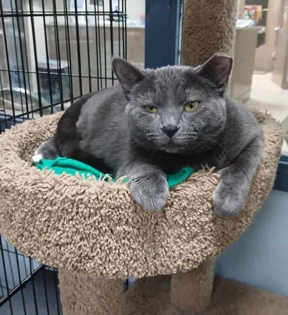 Velcro, Adoptable, Young Female Russian Blue.