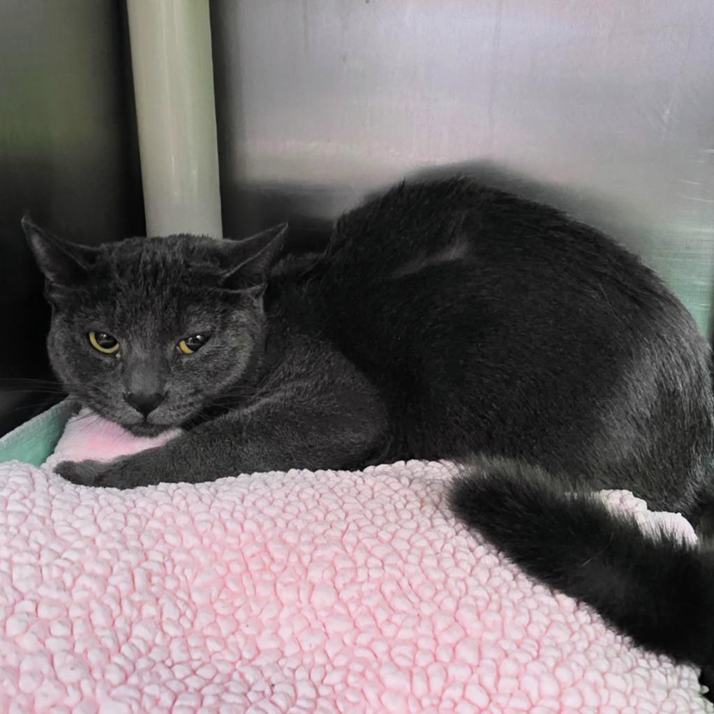 Enlarge Velcro, a Adoptable mixed breed in New Manchester, WV image 1/3