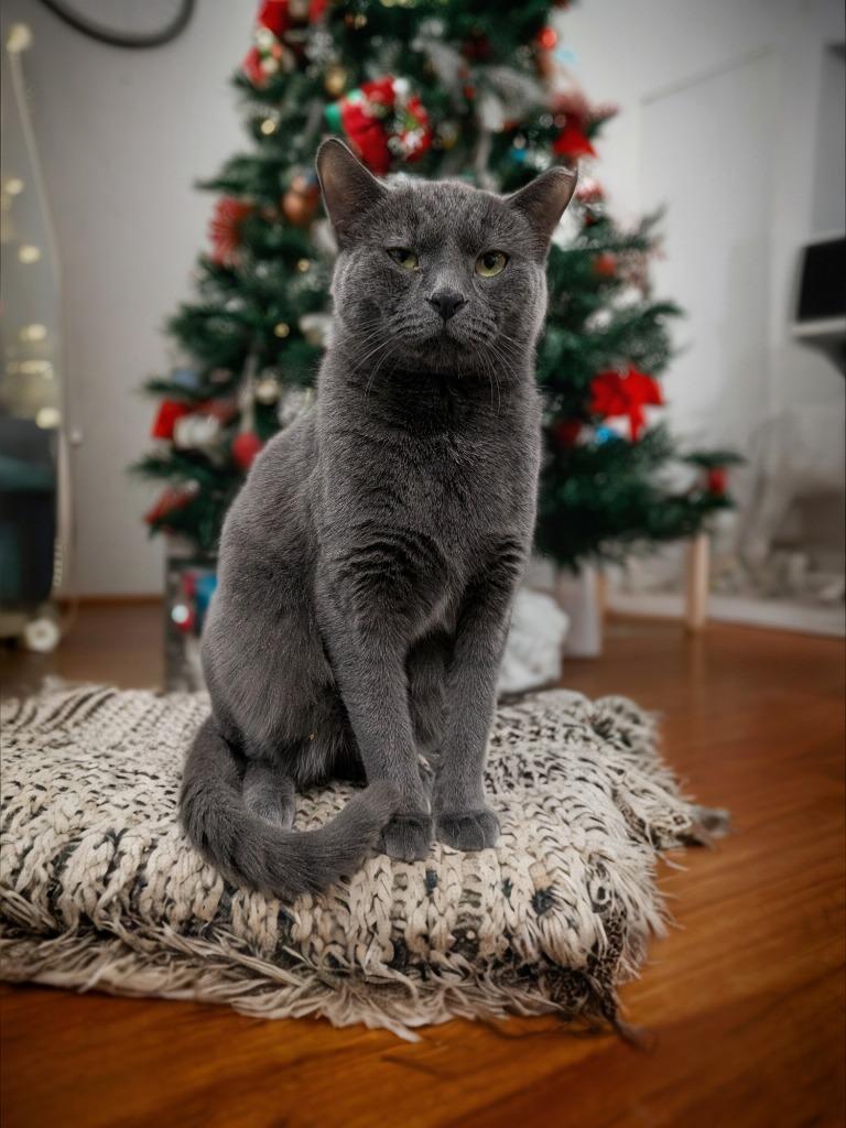 Velcro, Adoptable, Young Female Russian Blue.
