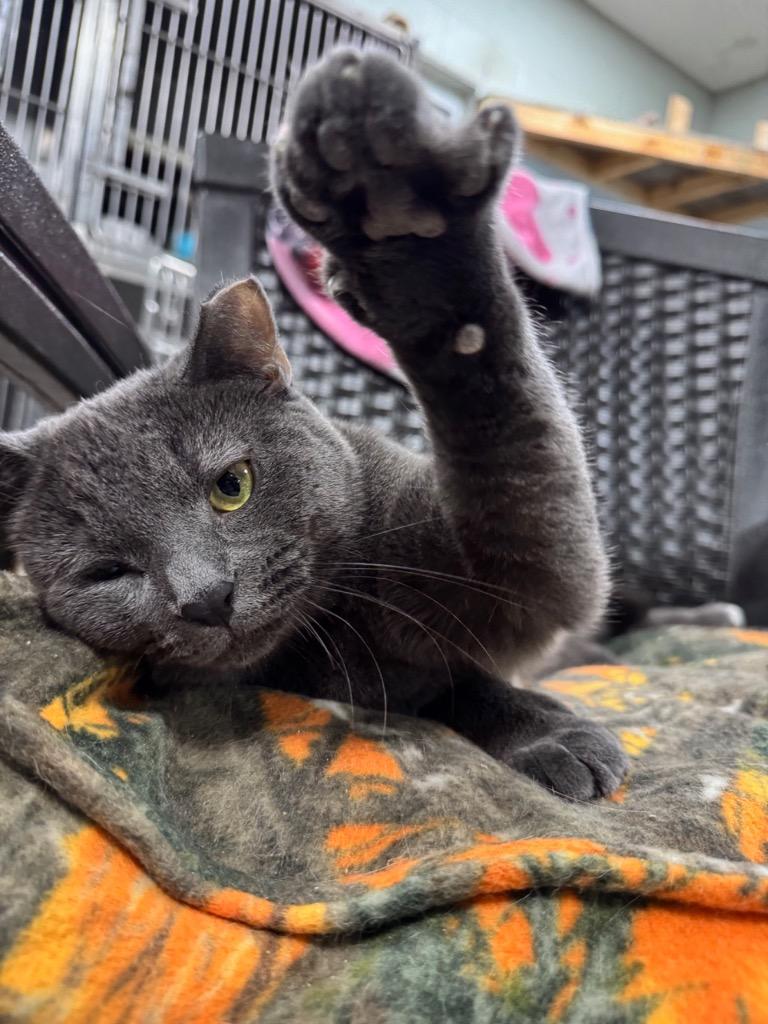 Enlarge Velcro, a Adoptable Russian Blue in New Manchester, WV image 3/6