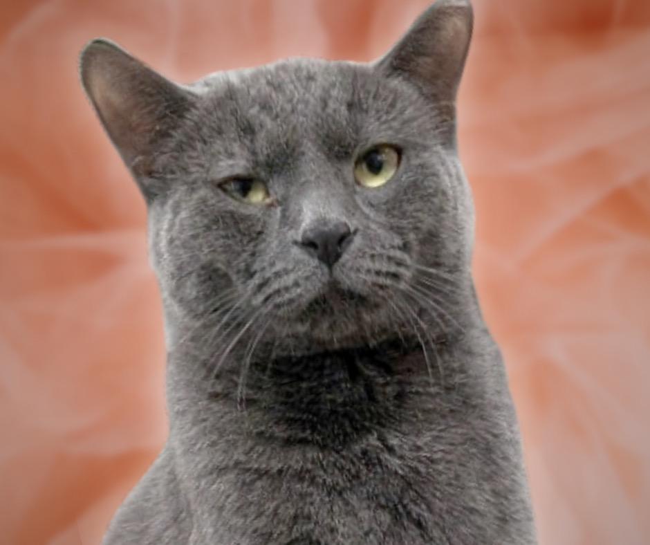 Enlarge Velcro, a Adoptable Russian Blue in New Manchester, WV image 4/6
